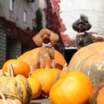 犬ごはん~かぼちゃの調理方法~